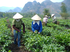 Đẩy mạnh, mở rộng vùng chè kinh doanh là một trong những mục tiêu của Nghị quyết Đại hội Đảng bộ xã.